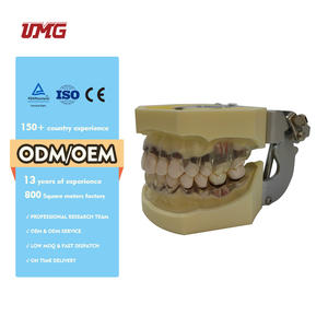 Model penyakit periodalat-alat dengan transparan demografis permen karet vagina ginives - Product Image 3