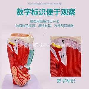 Anatomie naturelle du larynx, modèle pharyngé, spécimen anatomique du larynx, vaisseaux sanguins du larynx, glande thyroïde, larynx - Product Image 5