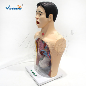 Modèle avancé d'entraînement en soins infirmiers de base, modèle pédagogique médical humain - Product Image 2