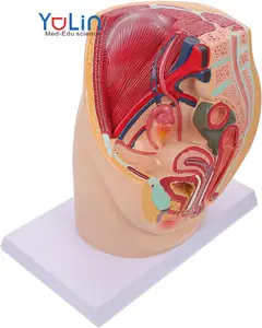 Anatomical Pelvic Section Model Mannequin Anatomy Organs Model Male and Female Pelvic Cavity Dissection Model Medical for Study