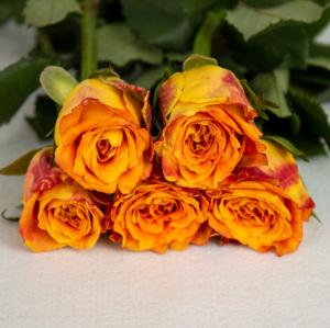 Oda a la Alegría Rosa de una sola cabeza Elegante y elegante Accesorio de flores - Product Image 2