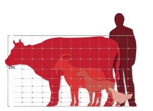 Rouleaux de grillage galvanisés pour bétail de moutons Clôture de champ de bétail de ferme à nœud fixe pour chevreuil et chèvre - Product Image 4