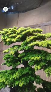 Árbol de <span class=keywords><strong>Cedro</strong></span> Personalizado Directo de Fábrica, Personalización OEM y ODM, Podocarpus, Bonsái Artificial Grande para Interiores y Exteriores - Product Image 4