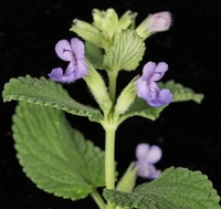 Vente en gros de cataire KAIYANGE NEPETA CATARIA LEAF TEA Nepeta cataria L. PLANTES ENTIÈRES MAO BO HE MENTHE Croissance de tiges de thé en feuilles naturelles