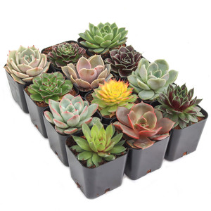 Paquete Variado de Suculentas Rosette Coloridas, Exhibición de Suculentas con Surtido de Echeveria Sempervivum en Macetas de 2 Pulgadas - Product Image 4