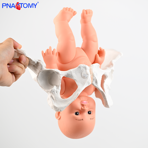 PNATOMY Modèle de squelette anatomique du bassin féminin grandeur nature (PVC)-Éducation aux sciences médicales Os pelviens Processus d'accouchement - Product Image 3