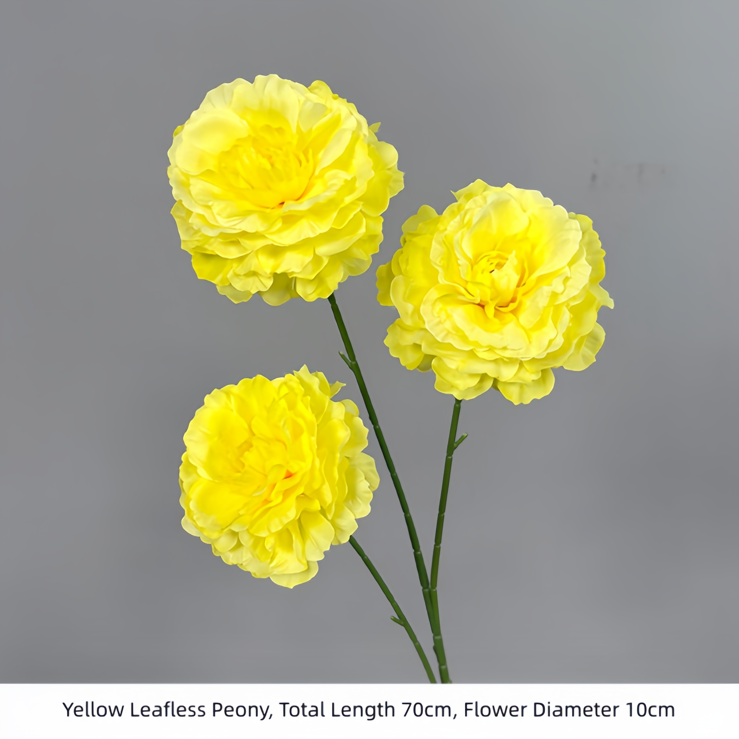 Yellow Leafless Peony
