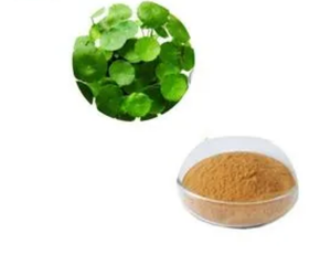 Extracto de <span class=keywords><strong>Lysimachia</strong></span> Christinae 100% Puro en Polvo - Extracto Natural de <span class=keywords><strong>Lysimachia</strong></span> para Calmar e Inhibir la Inflamación - Product Image 2
