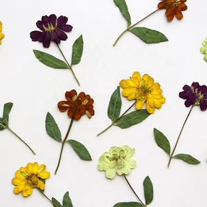 12 pcs/pack <span class=keywords><strong>Zinnia</strong></span> Avec Tige Pressée Botanique pour Résine Art Photo Cadre Home Deco. Bijoux fantaisie - Product Image 1