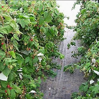 Film de paillage plastique antidérapant 4x100FT en PE/PP traité anti-UV pour jardin et aménagement paysager, tapis de contrôle des adventices, barrière 2-10