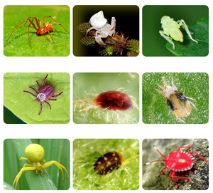 Propargite 73% EC Insetticida Selettivo <span class=keywords><strong>per</strong></span> Acari Rossi di Cotone, Fiori e Alberi da Frutto, Pesticida Agricolo <span class=keywords><strong>Acaricida</strong></span> - Product Image 3