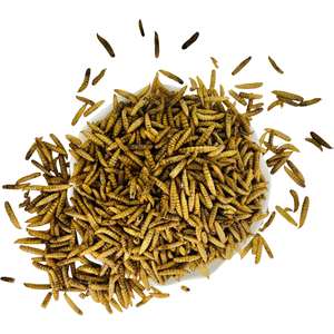Larves de Mouches <span class=keywords><strong>Soldat</strong></span> Noires Séchées en Gros, Riches en Protéines et Adaptées à l'Alimentation des Reptiles, des Oiseaux et des Poissons. - Product Image 4