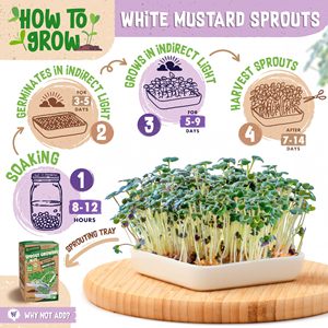 <span class=keywords><strong>Kit</strong></span> de Semis de Micro-pousses de <span class=keywords><strong>Moutarde</strong></span> Blanche Classique 200g pour Culture Intérieure ou Extérieure – Facile à Cultiver, Polyvalent pour le Jardin - Product Image 4