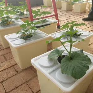 Systèmes de culture de fraises hydroponiques à godets néerlandais