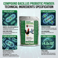 Complément de Bacillus Subtilis, Licheniformis et Coagulans pour le contrôle des agents pathogènes intestinaux, le soutien immunitaire et la santé intestinale chez les pigeons et la volaille