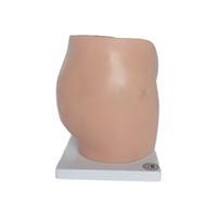Modelo de Anatomía Pélvica Femenina y Sistema Reproductivo Urinario, Útero, Material PET, SMD07031