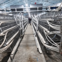 Cage de couvaison pour poussins de type A, conception sécurisée, en treillis galvanisé, système anti-évasion pour élevage avicole