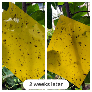 อุปกรณ์ดักจับแมลงใช้แล้วทิ้งกับดักแมลงวันสินค้าควบคุมศัตรูพืชทางการเกษตร - Product Image 2