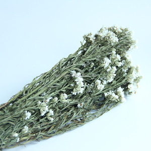 Flores Secas Más Vendidas al Por Mayor, Flores Blancas Pequeñas, Margaritas Blancas, Ciruelas Blancas para Decoración <span class=keywords><strong>de</strong></span> Bodas y Fiestas - Product Image 3