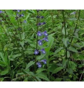 1 kg d'herbe verte brute naturelle séchée, plante entière de Barbate Skullcap, à vendre - Product Image 3