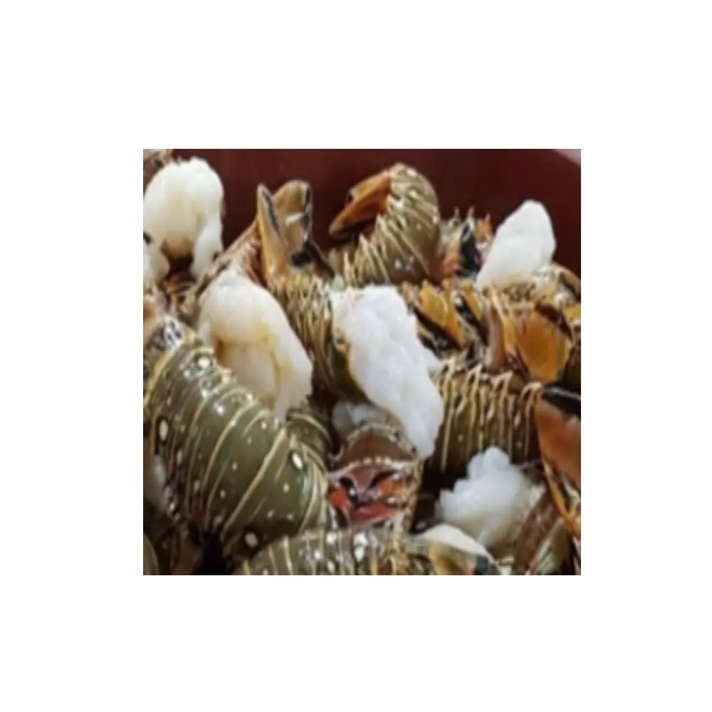 Live Spiny Lobster Fresh Grade A Seafood Good Quality Product Best Offers From Thailand Manufactures