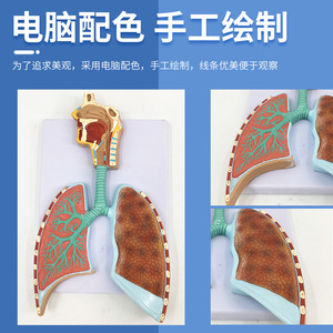 Modèle médical en relief agrandi de l'anatomie du système respiratoire humain, du tissu alvéolaire, des cavités nasale et orale. - Product Image 4
