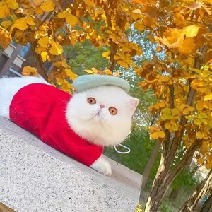 Boina de invierno multicolor para mascotas, divertida y versátil, sombrero de pintor para gatos, 100% lana, venta al por mayor de fábrica - Product Image 4