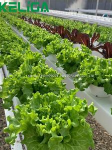 Garden Farming Invernadero NFT Hydroponics PVC Channel pour système de culture hydroponique Farm Salad - Product Image 5