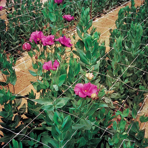 Meilleure Vente : Rouleau de Treillis en Filet PP Anti-UV pour Support de Plantes Grimpantes - Product Image 2