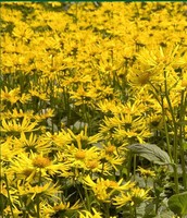 4105 Shan Jin Che Hua Factory Supply 100g Fleurs d'Arnica Montana séchées naturelles, thé santé brut en vrac, boîte