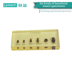 Escarabajo que camina, abeja de miel, avispa de patas largas envainada corta, lombriz de tierra, abejorro, seis tipos de especímenes de insectos beneficiosos - Product Image 2