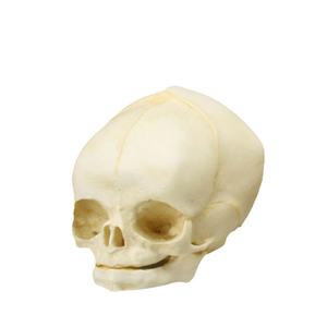 Kerangka ukuran kehidupan model tengkorak bayi sains medis skeleton - Product Image 1