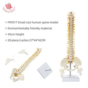 Columna vertebral tamaño mediano FRT017 incluye <span class=keywords><strong>cartílago</strong></span> <span class=keywords><strong>de</strong></span> raíz nerviosa modelo <span class=keywords><strong>de</strong></span> enseñanza médica - Product Image 2