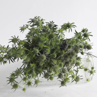 DIY Fleurs fraîches coupées naturelles, plantes florales au toucher réel, Eryngium Spp. Love Fruit Sea Holly pour la décoration de mariage et de la maison