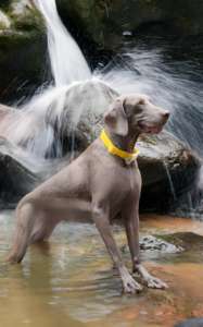 Collar de perro de PVC duradero a prueba de agua con elegante estampado sólido estilo moderno accesorio para mascotas al por mayor OEM ODM - Product Image 4