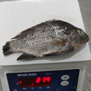 <span class=keywords><strong>ปลา</strong></span>ทิลาเปียแช่แข็งขายส่ง 200-300 กรัม 300-500 กรัม แบบ BQF บล็อก <span class=keywords><strong>ปลา</strong></span>ทิลาเปียสดแช่แข็งจากจีน - Product Image 6