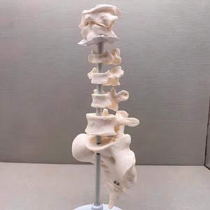 Modèle pédagogique morphologique des vertèbres régionales avec base - Outil éducatif pour les vertèbres <span class=keywords><strong>cervicales</strong></span>, thoraciques, lombaires, sacrales et coccygiennes - Product Image 3