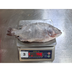 Tilapia Congelata IQF per il Mercato UE, Pesci Tilapia Congelati 350-550g, 550-750g, Tilapia Congelata Eviscerata e Sconchigliata - Product Image 1