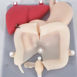 Nuovo modello di organo per l'allenamento della cavità addominale di alta qualità-cistifellea, dotto biliare, fegato, duodeno, Pancreas, appendice - Product Image 1