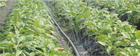 Accessoires pour Tuyaux d'Irrigation Goutte à Goutte Agricole : Ruban Micro-Pulvérisateur en PE pour Cultures