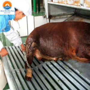 Línea de Sacrificio de Ganado con Capacidad de 50 Cabezas por Día para Planta Procesadora de Carne de Res, Máquina de Sacrificio de Vacas para Matadero Halal - Product Image 1