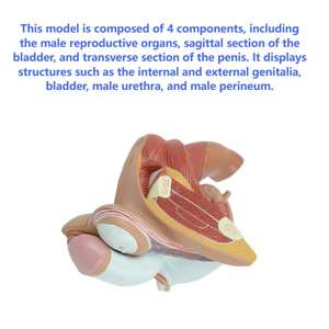 4-teiliges anatomisches Modell des männlichen Fortpflanzungssystems |   PVC Medizinisches Lehrmittel YUYUE Marke Modell XX-YXSX159 - Product Image 6