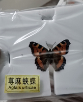 Spécimen papillon, 100 pièces, soins d'animaux, vraies insectes secs