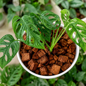 High Quality Low EC Washed Chopped Coconut Husk Chips Natural Growing Medium for Gardening <b>Soil</b> Improvement In PP <b>Bag</b> - Product Image 1