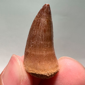 Dent authentique de Mosasaur - Dents de dinosaure marin préhistorique, spécimen réel de <span class=keywords><strong>taille</strong></span> humaine avec matrice pour l'éducation - Product Image 5