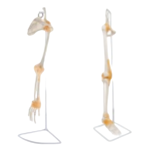 Ада кости локтевой кости плечевой кости с моделью ключицы лопатки и прикрепленной к ней большеберцовой кости стопы и малоберцовой кости бедренной кости - Product Image 1