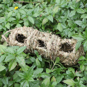 Nid d'oiseau tissé à la main en herbe 10x10x29 Écologique pour oiseaux Taille moyenne Forme arrondie - Product Image 4