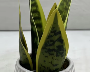 Planta Artificial de Orquídea Tigre, Bonsái Verde Amarillo, <span class=keywords><strong>Sansevieria</strong></span> de 36 cm, Maceta de Plástico Ecológica, Decoración para Interiores, Hogar, Bodas, Navidad - Product Image 5