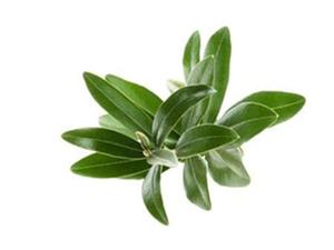 Populaire Olijfbladextract 5%-80% Oleuropein Hplc Hydroxytyrosol 5% 60% - Product Image 3