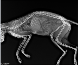 Macchina Radiografica Veterinaria Portatile di Alta Qualità 5kW per Ortopedia, Torace e Colonna <span class=keywords><strong>Lombare</strong></span> - Product Image 3